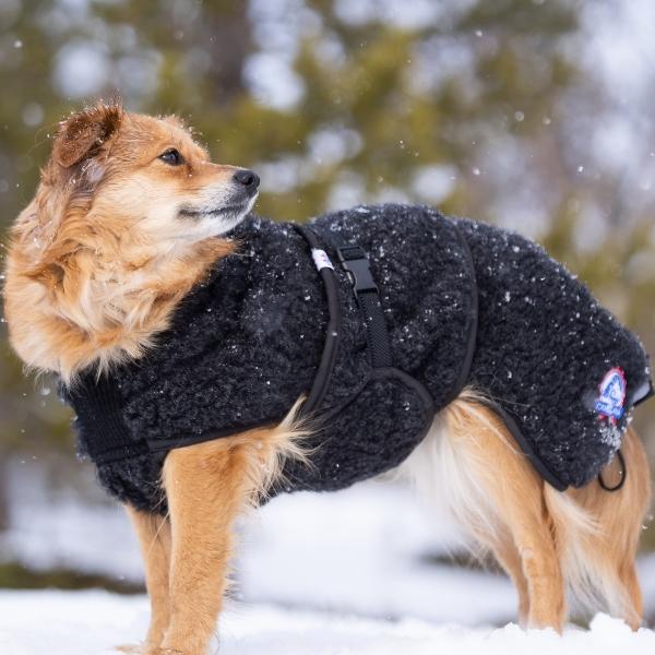 Fryser hunden din? Slik vet du når den trenger ulldekken.