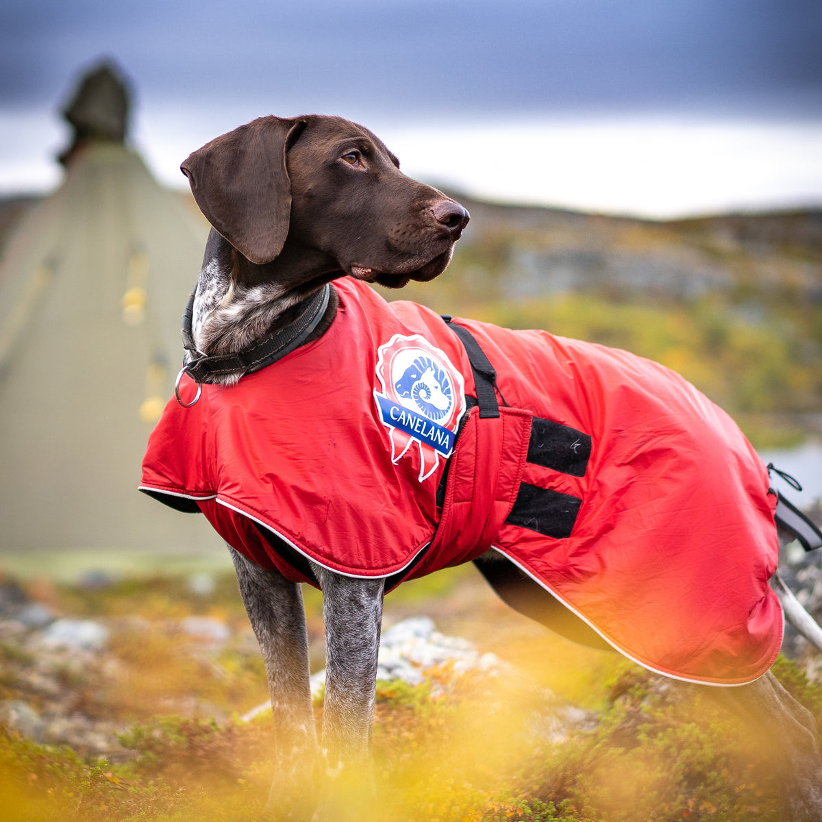 Sporting - aktivitetsdekken hund med 100% ullfór