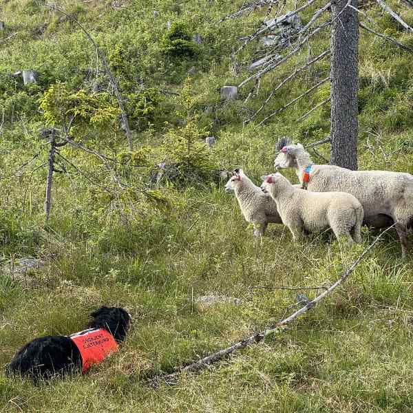 GODKJENT GJETERHUND - VISIO markering og beskyttelse