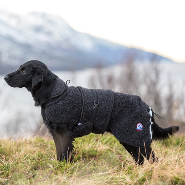 Ambassadør ulldekken hund