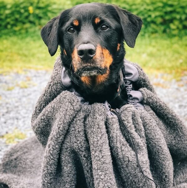 CAVE - Canelana 100% ull varmepose hund