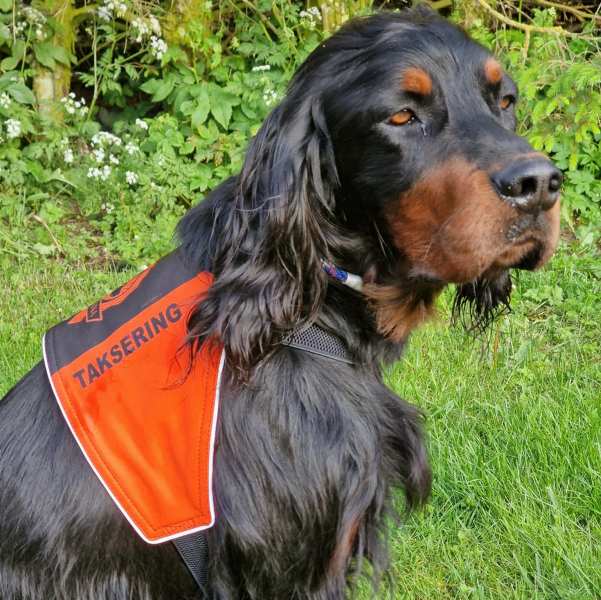 Canelana markeringsdekken-vest hund: taksering