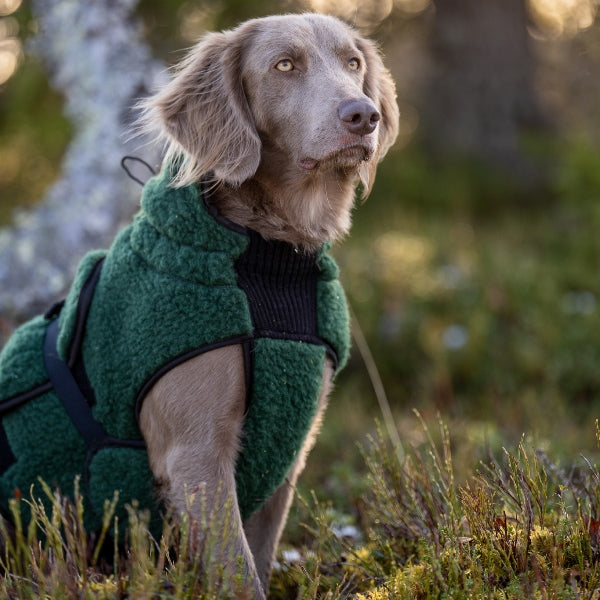 Selva ulldekken hund