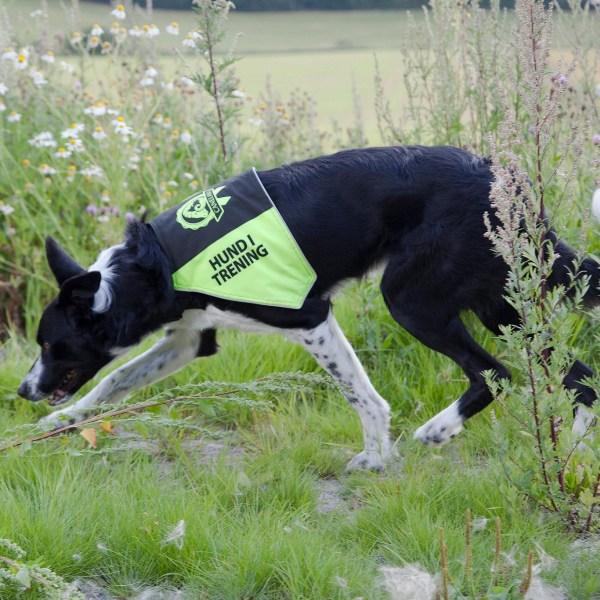 Canelana markeringsdekken-treningsvest hund: hund i trening