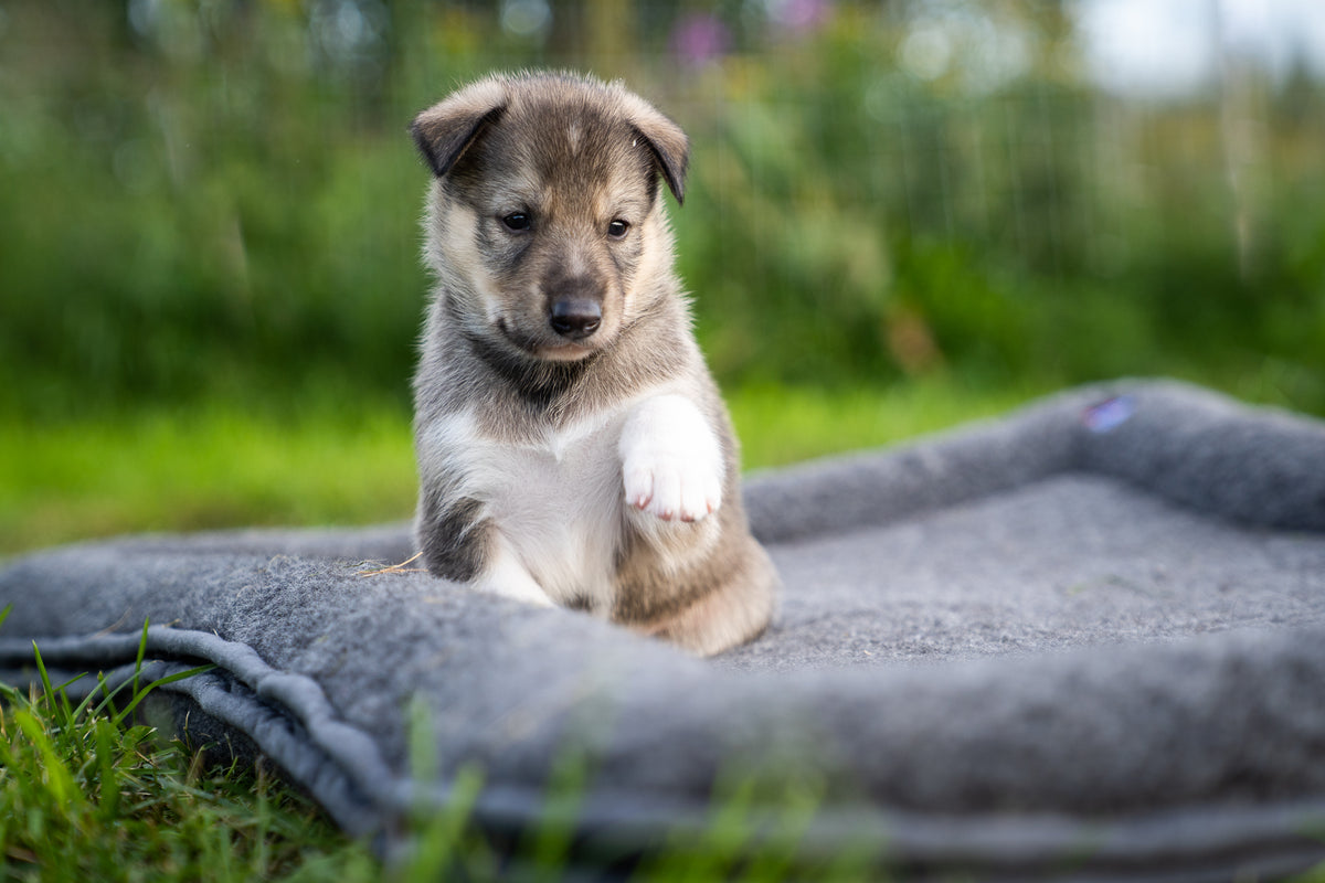 BAILEY - Canelana 100% ull seng hund i bestilt farge og/eller brodert nav