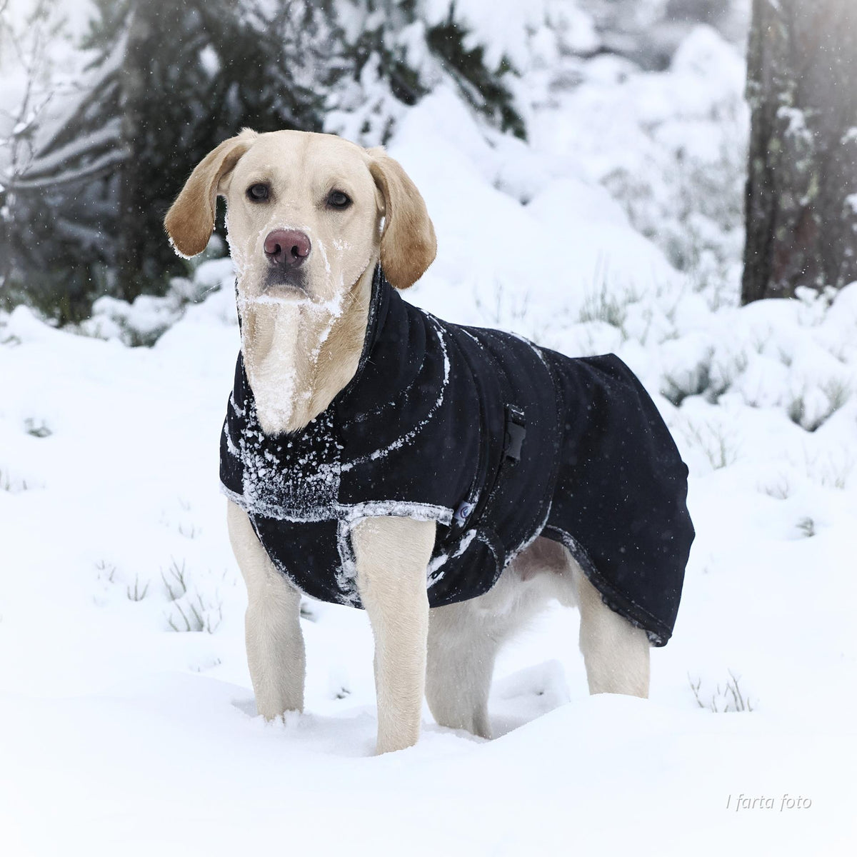 Thermo sort - 100% ulldekken hund softshell ytterstoff