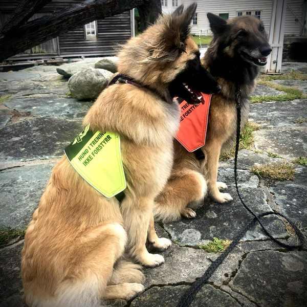 Canelana markeringsdekken-treningsvest hund: hund i trening - ik