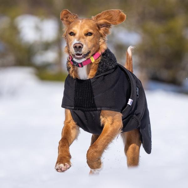 Thermo sort - 100% ulldekken hund softshell ytterstoff