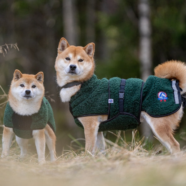 Selva  ulldekken hund