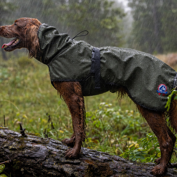 Cover grønn vind-/regndekken hund
