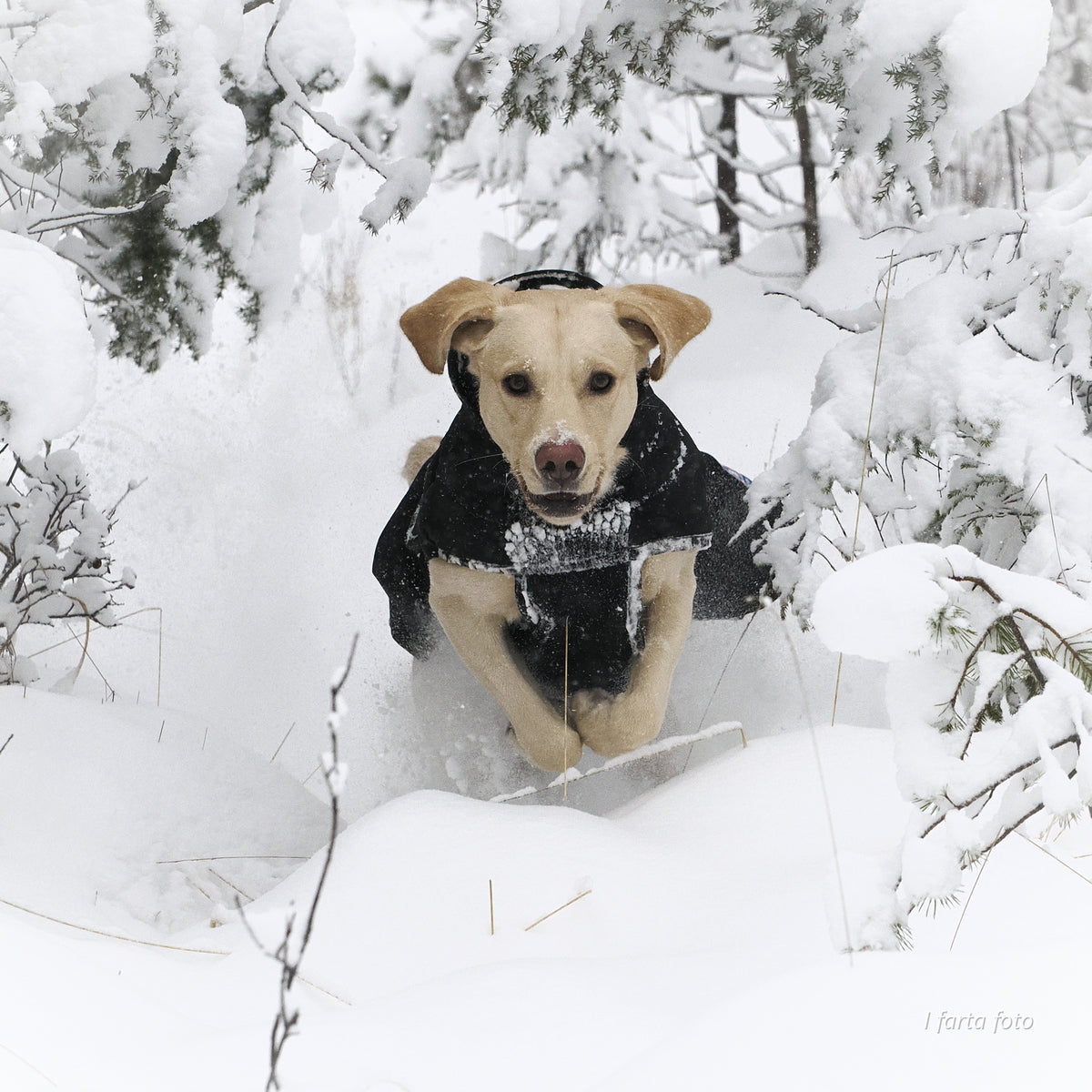 Thermo sort - 100% ulldekken hund softshell ytterstoff