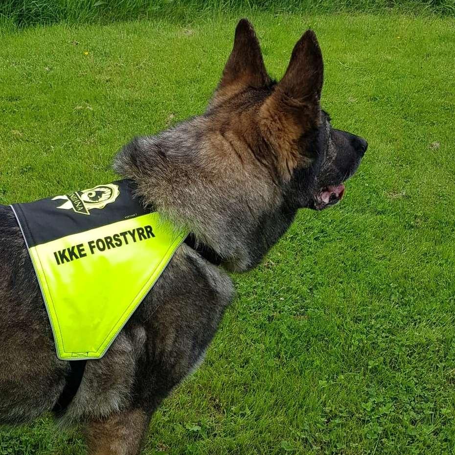 Canelana markeringsdekken-treningsvest hund: ikke forstyrr
