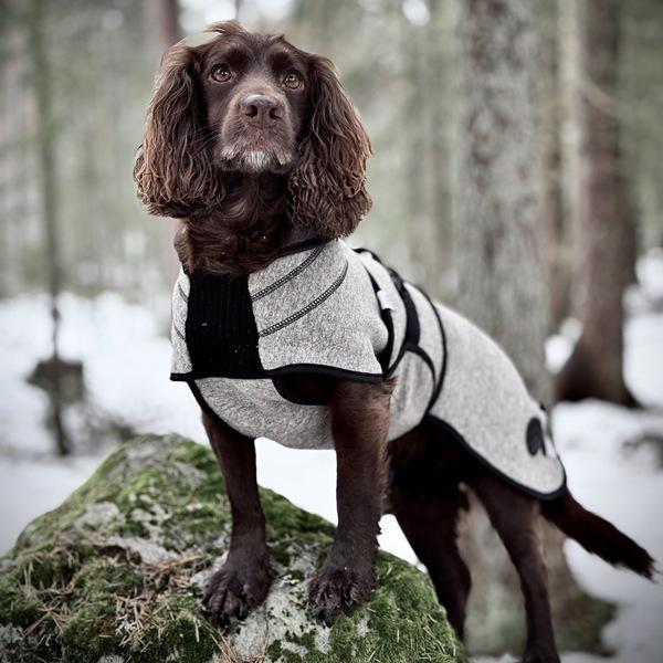 Delta ulldekken hund