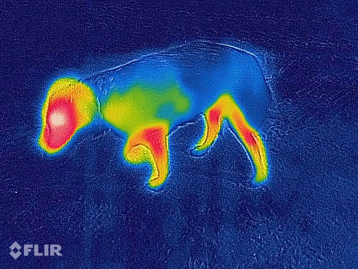 Lana rød - tynt ulldekken hund
