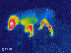 Lana rød - tynt ulldekken hund