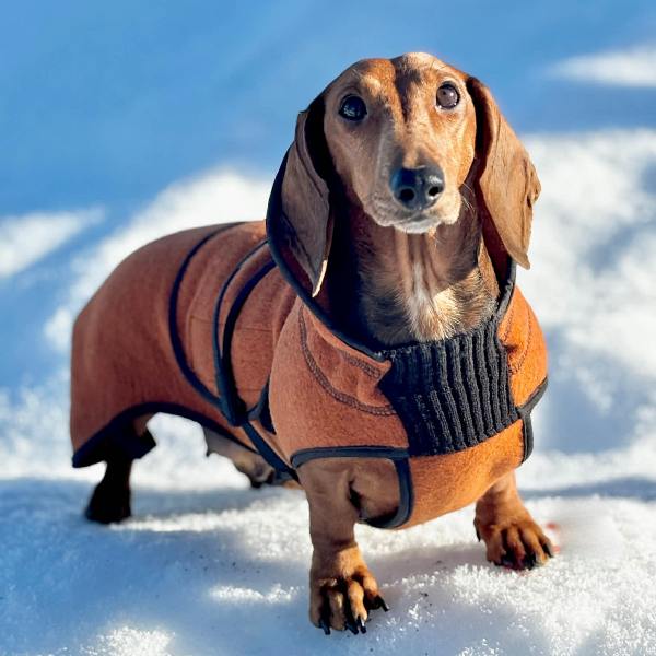 Delta ulldekken hund